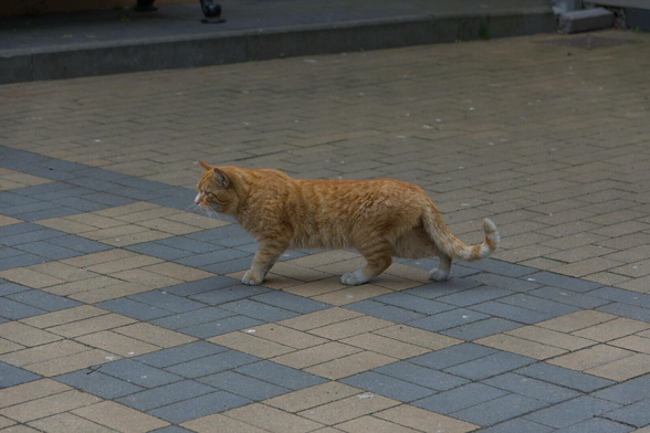The image captures a ginger cat with lighter-colored fur on its stomach and paws, walking across what appears to be an outdoor paved area. Its stance suggests movement as it strides forward with one paw lifted slightly off the ground. The pattern of paving is composed of rectangular tiles in alternating colors of dark gray and tan.