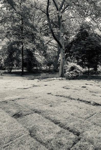 Squares of grass on a lawn in a city park 