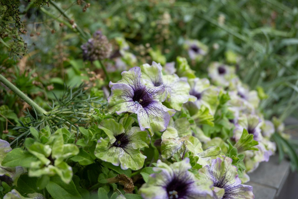 春の花が終わって葉の緑が占める中を、濃い紫のもようの緑っぽいペチュニアが固まって咲いている。/ 2025.06.09 烏丸二条辺りから