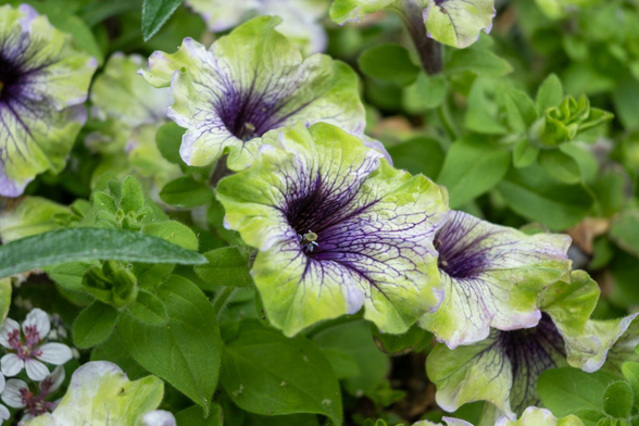 ベースは白地で紫色の模様を持ったペチュニアだけど、花弁の外側が葉っぱとにた感じの緑を帯びていて、葉っぱに擬態しているようにも見える。/ 2025.06.09 烏丸二条辺りから