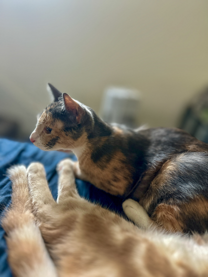 A calico kitten and part of her orange tabby brother. 