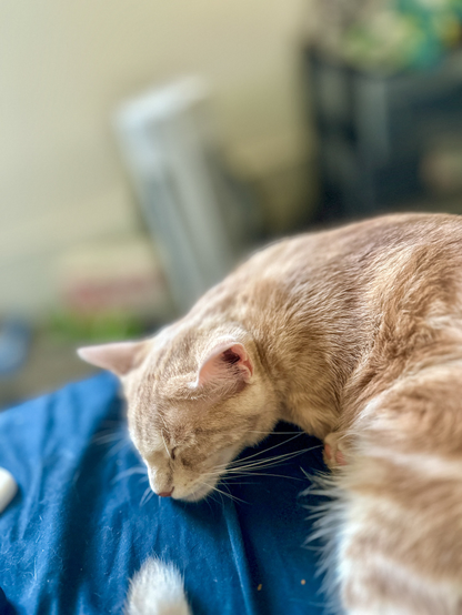An orange tabby cat. 