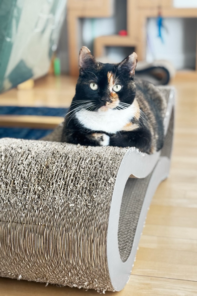 A color photo of a tortoiseshell cat with distinctive coloring. A great deal of black around the face with just a little orange around the nose and a lot of white around the neck, looking like a collar. She is curled up like a loaf sitting on a large infinity shaped scratching pad. The background is out of focused and shows other cat toys