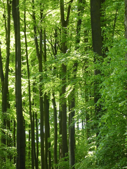 Wir blicken in einen frühlingsgrünen Buchenwald, typisch für die Wälder des Weserberglandes.