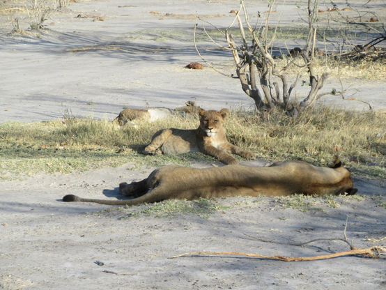 Lion cub lying on its side in the partial shade, looking towards us. In front of it, completely sacked out and limp is his mom, back to us. The ground is sandy and dry. There is one shrub visible, leafless and bare. It is early morning, and already warm.

Photographer: me
Location: Okavango, Botswana, towards the end of the dry season