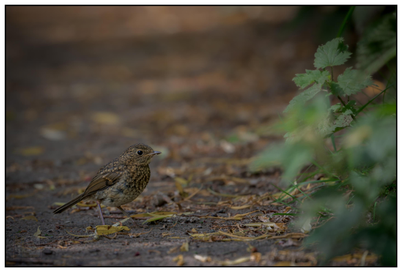 A juvenile Eurasian robin stands on a textured path, its feathers a soft mix of brown and orange with speckled markings on its chest. Its dark, curious eyes are alert as it gazes into the distance, framed by a blurred green background of foliage