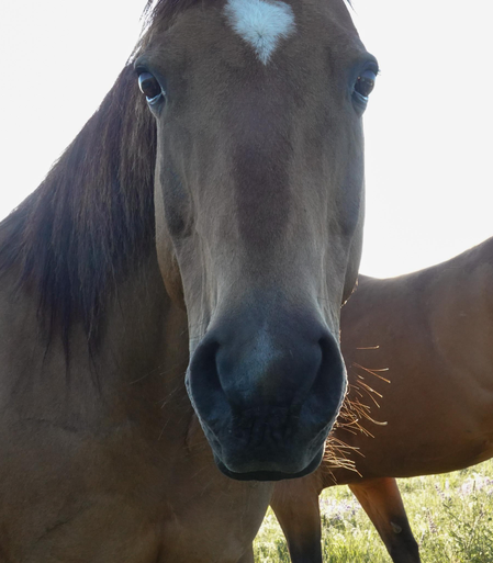 close view of a brown with a white blaze horse looking at the camera.  a shaft of sunshine illuminates the whiskers on the horse's nose