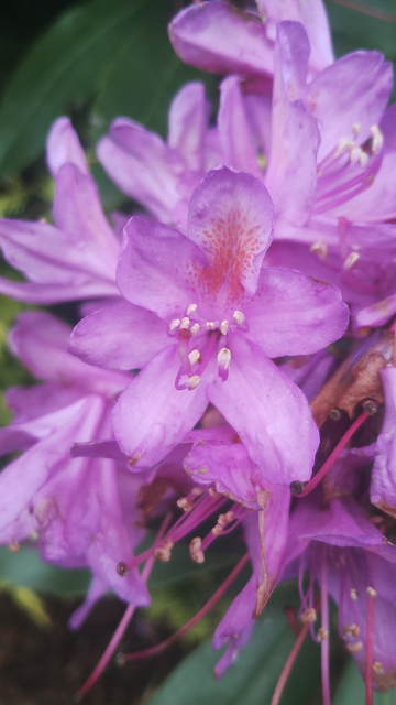 Close up of a purple, six petalled flower