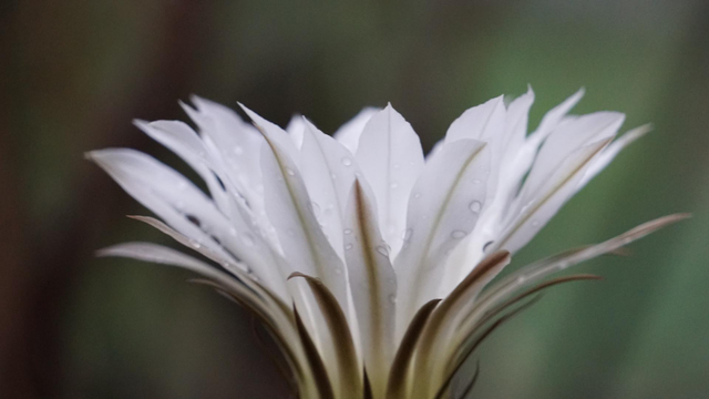 Fotografía de costado de una flor de biznaga.

La flor es blanca con algunas gotas de la lluvia que ya pasó.