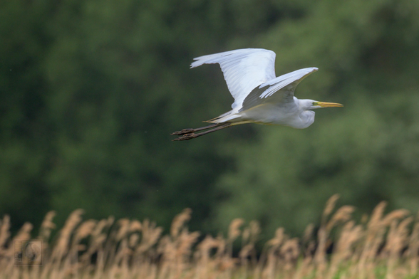 A white heron (egret) is captured in mid-flight, its long legs trailing behind and its slender, pointed beak facing forward. The bird's wings are fully extended, showcasing delicate feather details. The background features blurred green foliage and tall grasses, indicating a natural wetland or marshland habitat. The image conveys a sense of grace and movement as the bird glides through the air