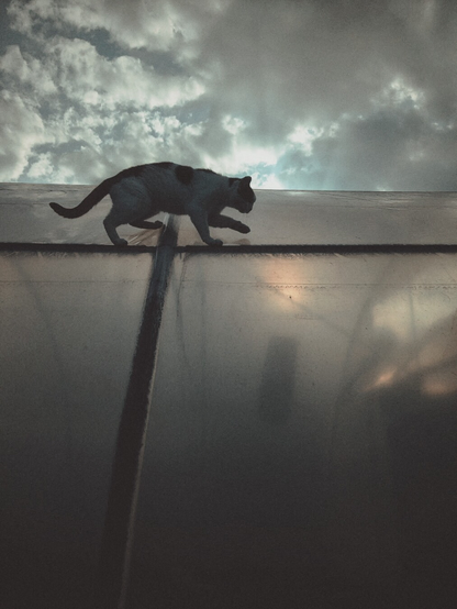 A black and white cat inspecting a greenhouse.