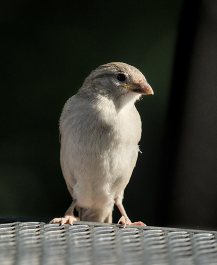 A high resolution photo of a house sparrow female standing on the very back edge of a metal mesh table. Her feathers give the impression of powerful pectoral muscles and her head is turned to her left. She is in bright sun and the background is a dark green blur.
