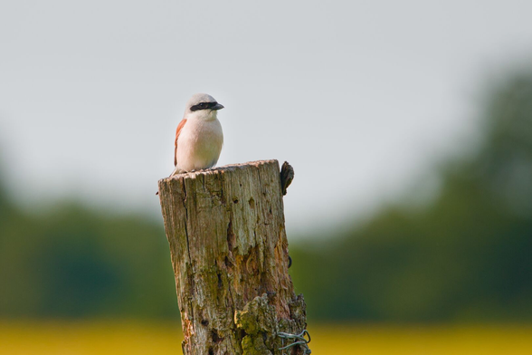 DE: Foto eines Neuntöter-Männchens auf einem Holzpfosten. Der Vogel sieht nach rechts und hat einen charakteristischen schwarzen Streifen über sein Auge. Sein Brustgefieder ist beige. Die rot-braunen Flügel sind auf der linken Seite des Vogels ein klein wenig zu erkennen. Der Hintergrund ist von unten nach oben verschwommen gelb, grün und blau.

EN: Photo of a male red-backed shrike on a wooden post. The bird is looking to the right and has a characteristic black stripe across its eye. Its breast plumage is beige. The red-brown wings are slightly visible on the left side of the bird. The background is blurred yellow, green and blue from bottom to top.