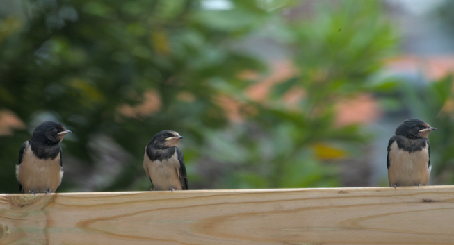 petites hirondelles des fenetres junvéniles posé sur une latte de bois
