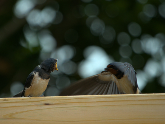 petit hirondelle et son parent lui apportant la béqué en vol