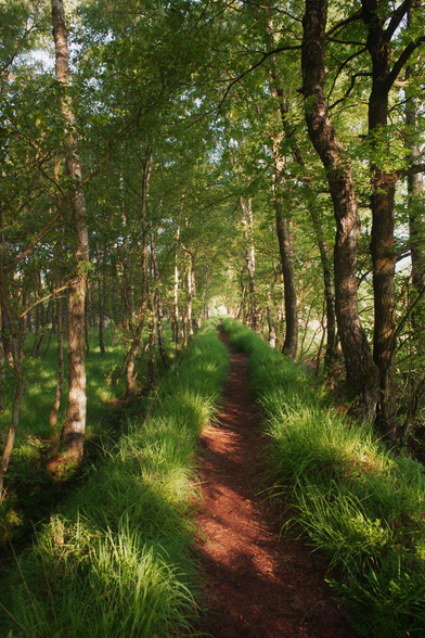 DE: Foto eines von hohen Gras gesäumten Pfades auf einem Wall. Links und rechts vom Wall wachsen Bäume. Der Pfad erstreckt sich soweit man sehen kann.

EN: Photo of a path lined with tall grass on a rampart. Trees grow to the left and right of the embankment. The path stretches as far as you can see.