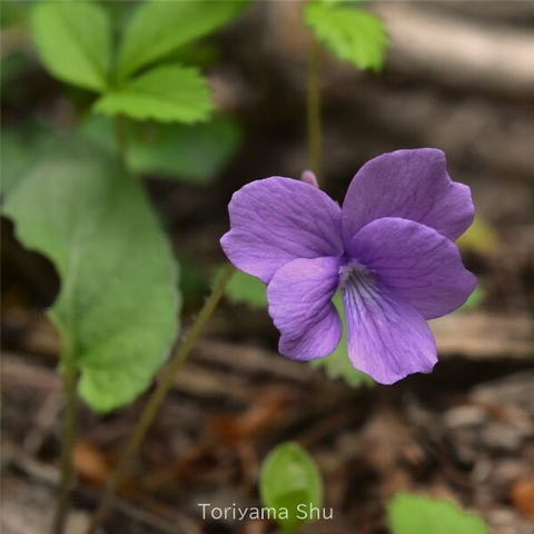 サクラスミレ。大きな花をつける。径約2.5cmで淡紅紫色。
