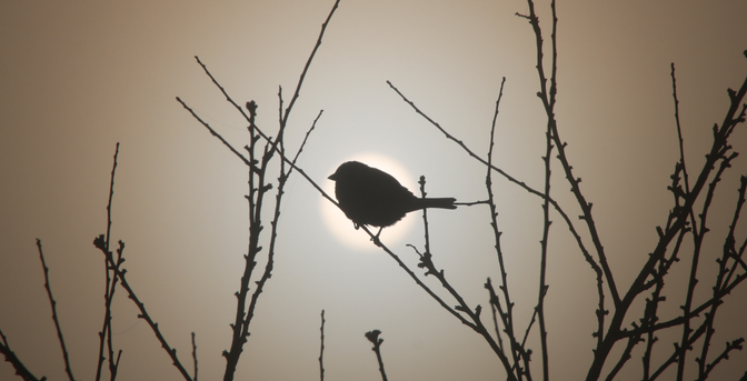 A sparrow on a thin upper in a bare tree, silhouetted by the morning sun seen through fog behind it