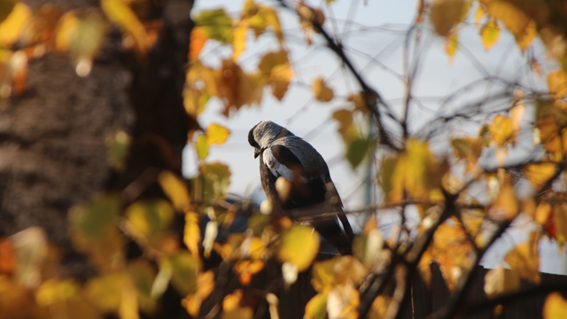 A juvenile Australian magpie sits on a wooden fence, facing away from the camera, seen through a gap in yellow autumn leaves, as they look downward as though lost in thought