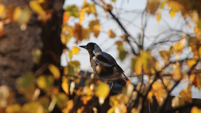 That same juvenile Australian magpie now looking to the left, morning light glinting off their eye