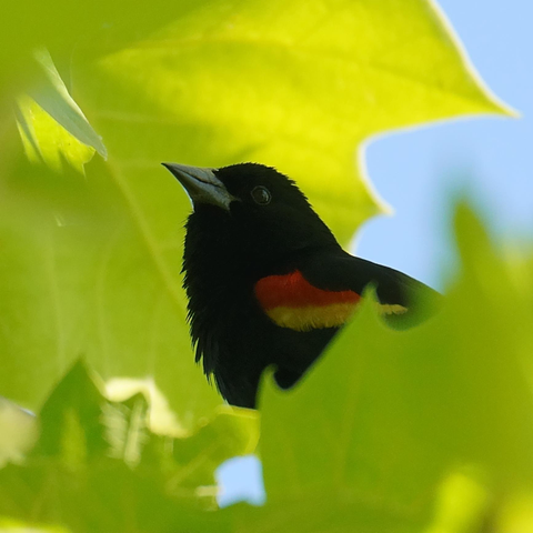 The upper half of a backlit male Red-winged Blackbird, very dark,  is shown in profile amid luminescent green leaves that glow from the same rays.