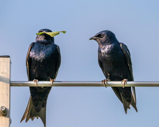 A photograph of a pair of Purple Martins perched on a metal rod. The bird on the left has a fragment of a leaf in its mouth; the bird on the right is looking at the bird on the left.  
