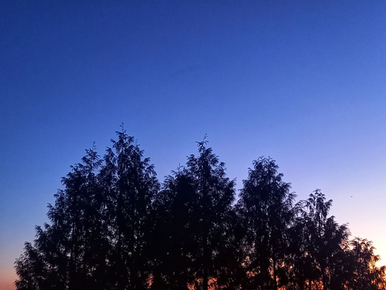 Sunset scene with a row of trees against a blue to orange sky