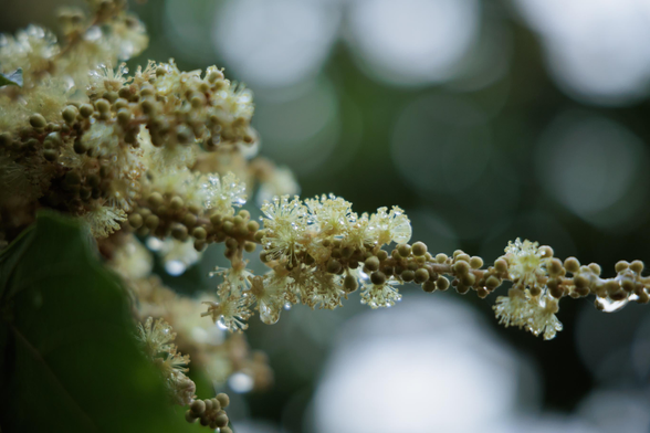 A close-up of delicate, pale yellow flowers on a branch, adorned with raindrops against a softly blurred green background.