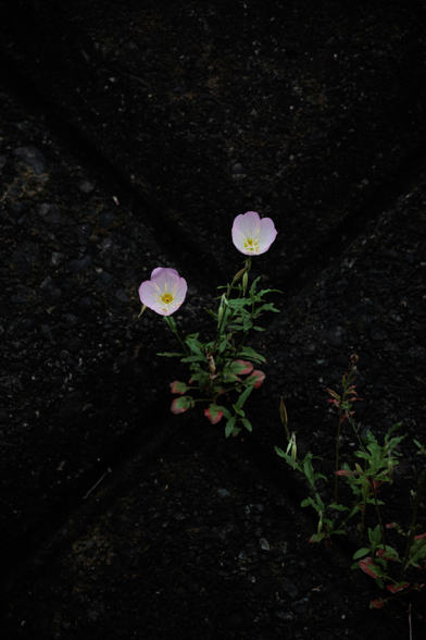 Two delicate pink flowers emerge from cracks in a dark asphalt surface, surrounded by lush green foliage.