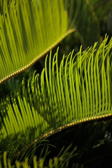 Close-up of vibrant green palm leaves with slender, elongated fronds, showcasing intricate textures and patterns against a dark background.