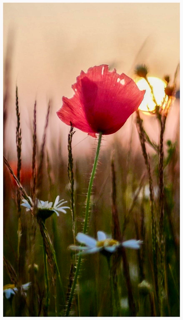 A vibrant pink poppy flower stands tall amidst tall grasses and white daisies, with a soft sunset glow in the background.