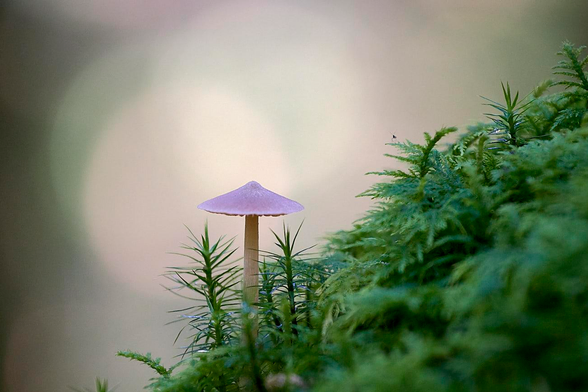 A colour photograph of a delicate, purple-tinged mushroom rising from a lush carpet of deep green moss, both tiny and equal in scale, their textures mingling in the soft forest floor. Behind them, the background gently glows with dreamy, overlapping circles of light filtering through trees, hinting at the woodland's quiet magic and hidden wonders.