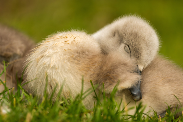 Das Bild zeigt ein kleines, kuscheliges Schwänchen, das im Gras liegt und schläft.

Das Bild zeigt ein kleines Schwänchen, das auf einem grünen Rasen liegt.  Das Küken ist noch sehr jung und das Gefieder ist weich und flauschig,  vorwiegend in hellgrauen und beigefarbenen Tönen. Das Küken liegt mit dem Kopf auf dem Körper und hat die Augen geschlossen, was auf Schlaf oder tiefe Ruhe hindeutet. Der Fokus liegt auf dem Küken. Der Hintergrund ist unscharf, aber man erkennt einen grünen Rasen, der die friedliche und ruhige Stimmung des Bildes unterstreicht. Die Atmosphäre ist sehr zart, weich und vermittelt ein Gefühl von Geborgenheit, Wärme und Unschuld. Die Lichtverhältnisse deuten auf einen hellen, möglicherweise sonnigen Tag hin. Das gesamte Bild wirkt beruhigend und idyllisch.
