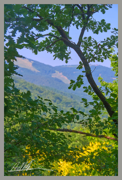 A background of summer wooded hills under a blue sky and patches of yellow broom are seen behind a framework of oak branches and leaves