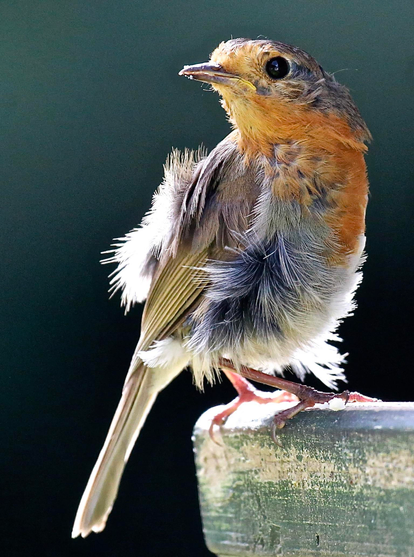 A moulding Robin on a bird feeder.