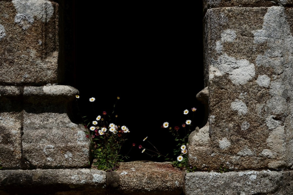 Small flowers between columns