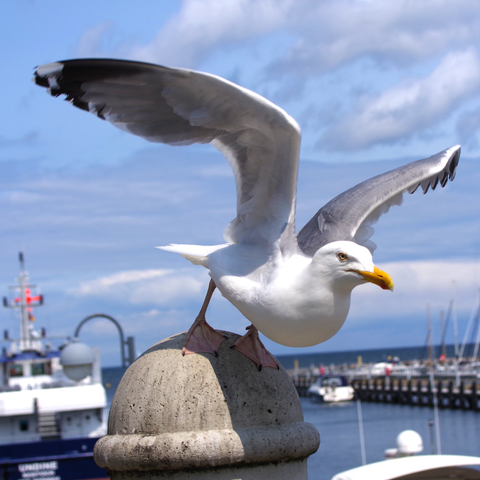 Möwe startet gegen den Wind.