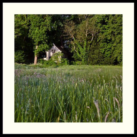 colour - A meadow with tall vegetation leads up to a little white and partially hidden cottage on the edge of the forest. Scene is mostly greenly coloured and illuminated by warm morning light.