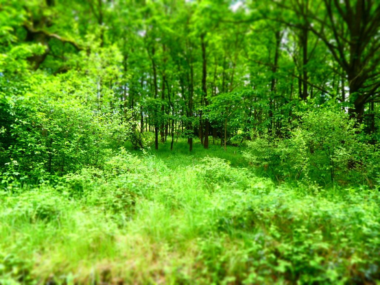 Wir blicken in einen noch jungen Buchenwald mitten im Reinhardswald.