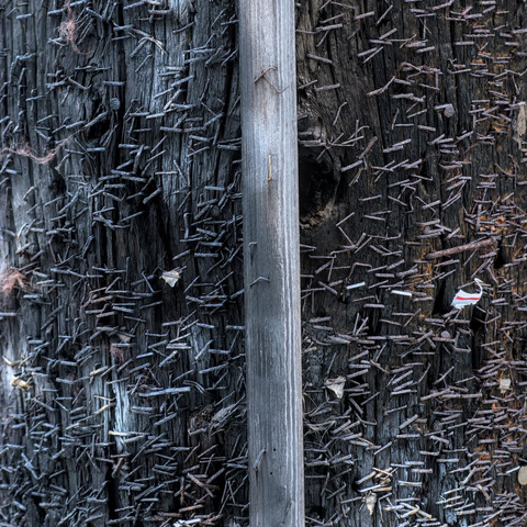 Thousands of staples in an old telephone pole