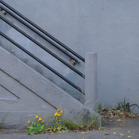 Bright yellow flowers peeking out of a crack in the asphalt by the stairs in a gray retaining wall