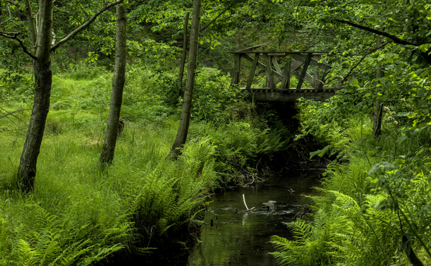 Fotografie einer Waldszene. Ein Bach verläuft vom Betrachter weg nach hinten rechts. Das etwas steile Ufer ist bewachsen mit grünen Gräsern, Farnen und kleinen Bäumen, die über den Bildrand hinausragen. Im Hintergrund verläuft eine Holzbrücke über das Gewässer, deren verwittertes Holz mehr grau als braun ist. In der dunklen Wasseroberfläche des Baches spiegelt sich das verzerrte Ufer.