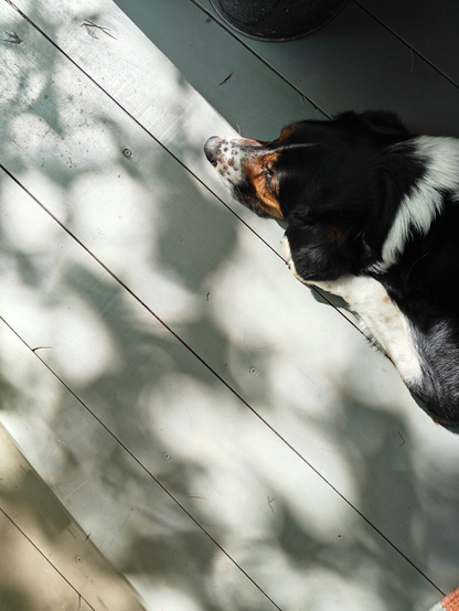 On the right side of the photo there is black and white colored dog laying on the floor in sunshine. The dog has some brown markings and spots around the nose. The floor has interesting shadows created by the sun shining through the trees.