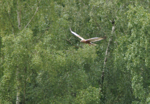 Eine Rohrweihe segelt vor einem Birkenwald dahin. Sie ist von der Seite zu sehen und fliegt in die linke Bildhälfte.