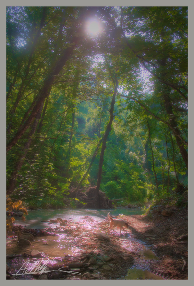 A narrow river flows under tall trees in a wooded valley as the morning sun glows through the branches overhead. A small dog walks through the shadows

