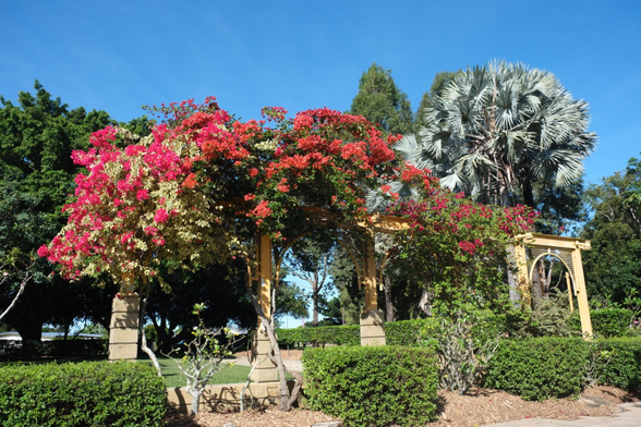 Photo of the Malta garden in the Mackay Botanic Gardens. There's several plants in bloom and a large Bismarck Palm Tree in the background.