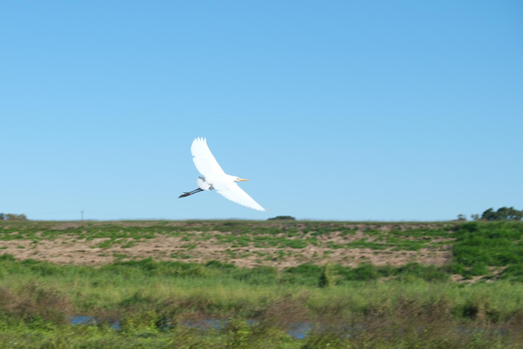 Photo of a white Egret in flight above wetlands.