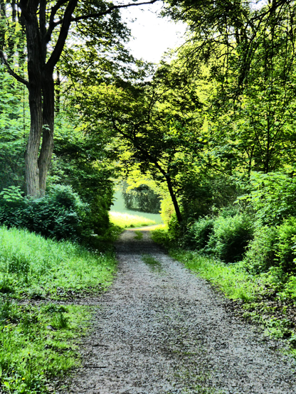 Wir schauen auf einen Weg im Bad Pyrmonter Berg-Kurpark. Links und rechts erheben sich Gebüsch und frische grüne Laubbäume, es scheint fast so, als ob man durch einen Tunnel hindurch eine Lichtung erkennt.