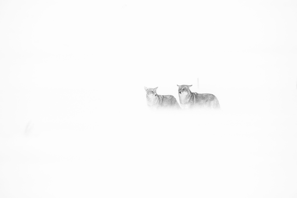 Two coyotes standing in blowing snow during a snowstorm in Grand Teton National Park.