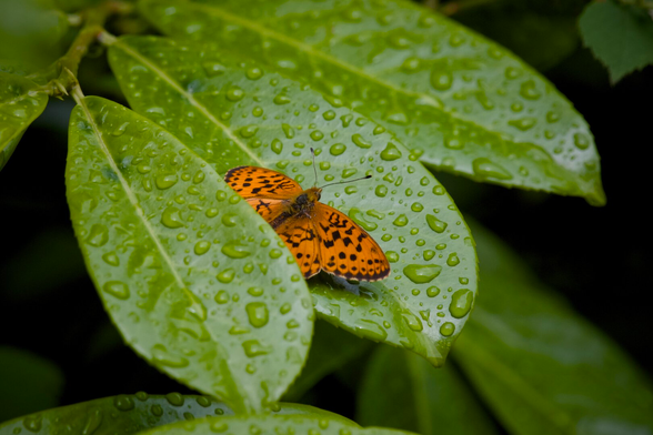 A vibrant orange butterfly with black markings rests on a cluster of glossy green leaves covered in raindrops. The moisture glistens in the soft light, enhancing the fresh, post-rain atmosphere of the scene.